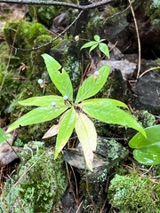Lysimachia borealis