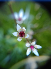 Micranthes stellaris