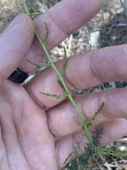 Asparagus acutifolius