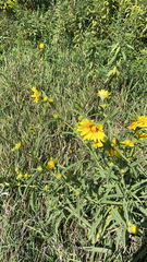 Helianthus maximiliani