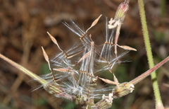 Pelargonium dolomiticum