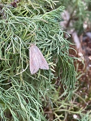 Mythimna unipuncta