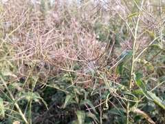 Sisymbrium strictissimum