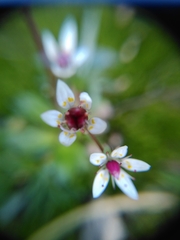 Micranthes stellaris