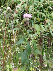 Cirsium muticum