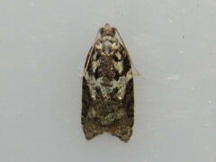 Acleris variana
