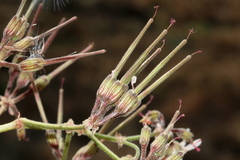 Pelargonium dolomiticum