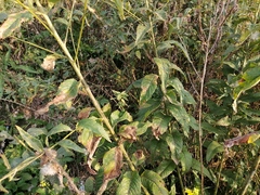 Sisymbrium strictissimum