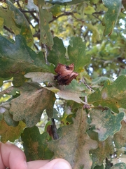 Andricus quercuscalicis