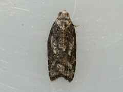 Acleris variana