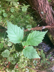 Corylus cornuta