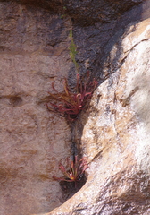 Drosera capensis