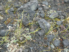 Gagea serotina