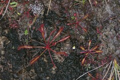 Drosera capensis