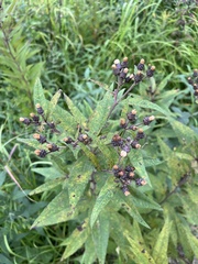 Vernonia missurica