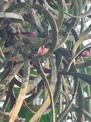 Maxillaria