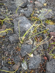 Gagea serotina