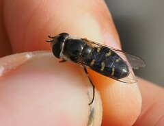 Eupeodes lundbecki