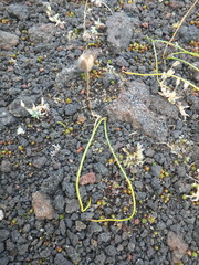 Gagea serotina