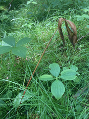 Cypripedium acaule