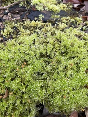 Plagiomnium cuspidatum