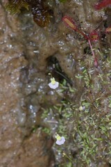 Utricularia bisquamata