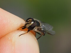 Eupeodes lundbecki