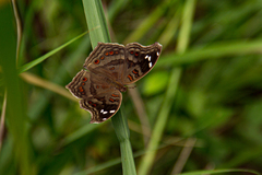 Junonia natalica