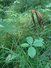 Cypripedium acaule