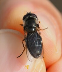 Eupeodes lundbecki