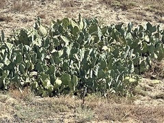 Opuntia lindheimeri