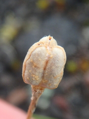 Gagea serotina