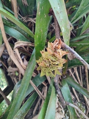 Bromelioideae