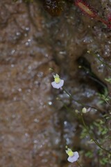 Utricularia bisquamata