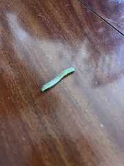 Trichoplusia ni