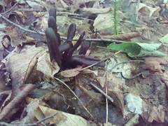 Geoglossum
