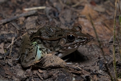 Lithobates sphenocephalus