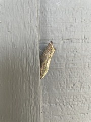 Papilionidae