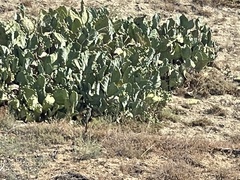 Opuntia lindheimeri