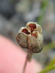 Gagea serotina