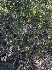 Rhamnus ilicifolia