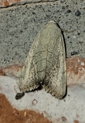 Bagisara buxea