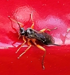 Pimpla