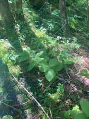 Cypripedium reginae