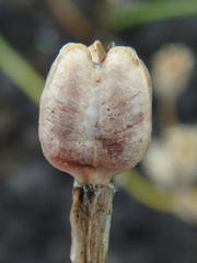 Gagea serotina