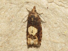 Eucosma parmatana