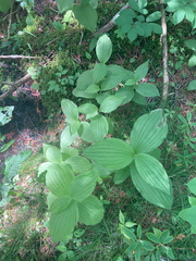 Cypripedium reginae