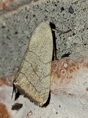 Bagisara buxea
