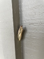Papilionidae