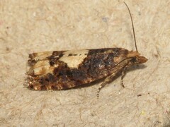 Eucosma parmatana